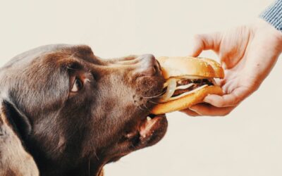 Dieta casalinga per il cane allergico