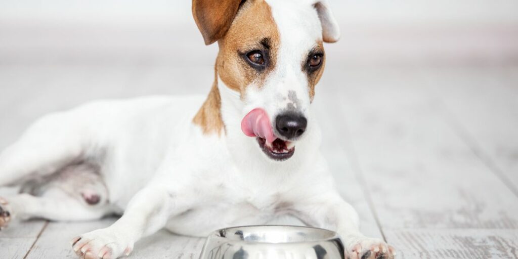 La migliore dieta per il cane che vomita giallo