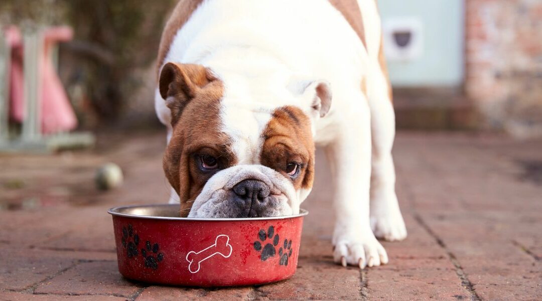 La migliore dieta per il cane che vomita giallo