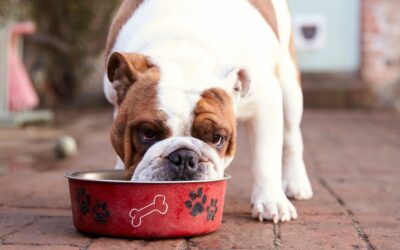 La migliore dieta per il cane che vomita giallo