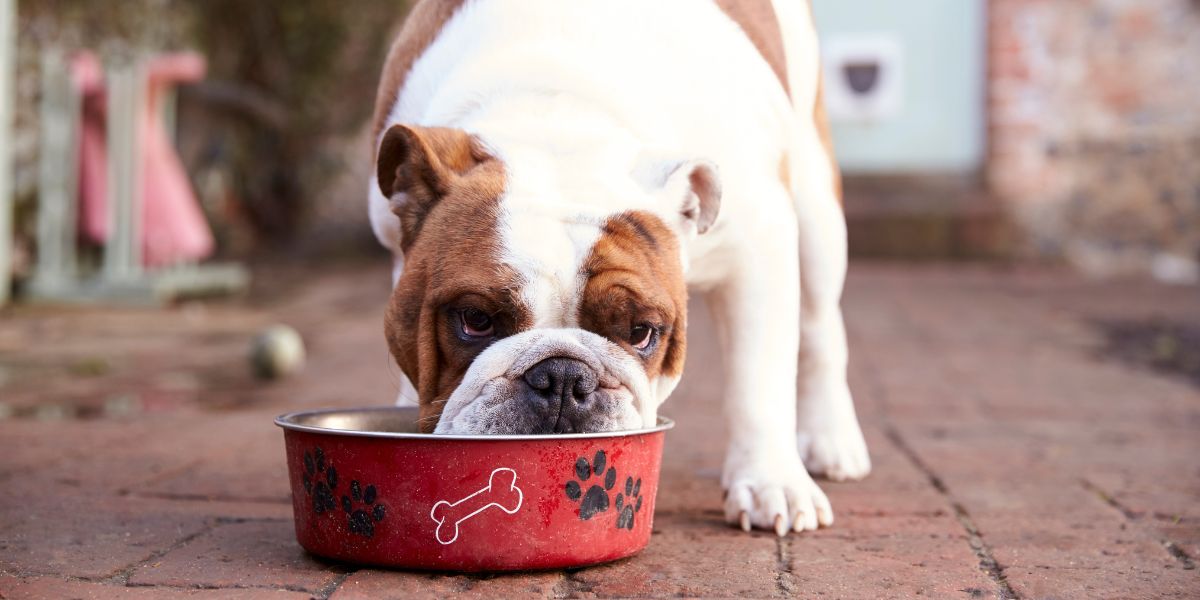 La migliore dieta per il cane che vomita giallo