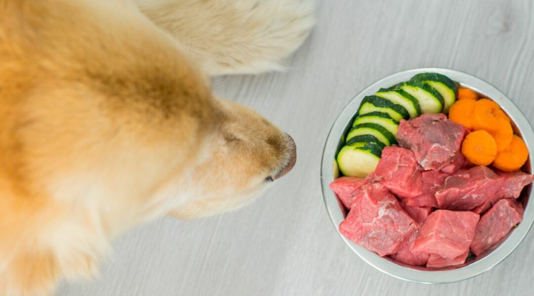 Dieta casalinga ipoallergenica per cani: esempio di una formulazione efficace
