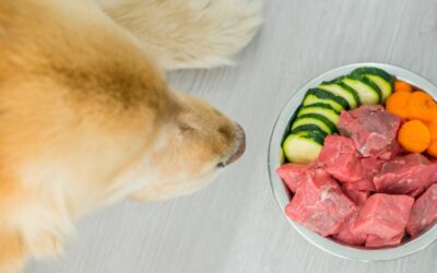 Dieta casalinga ipoallergenica per cani: esempio di una formulazione efficace