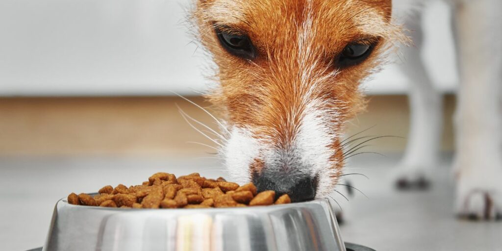Dieta cane dermatite