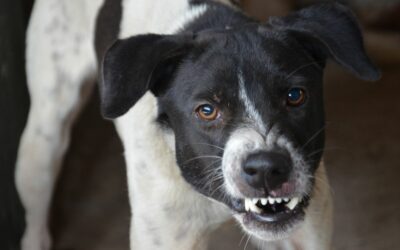 Come gestire un cane aggressivo: guida completa per proprietari