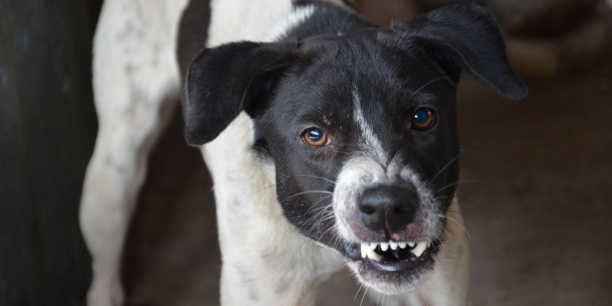 Cane aggressivo