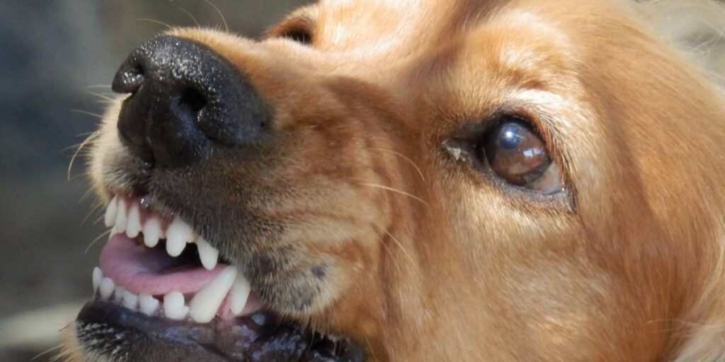 Cane aggressivo con le persone