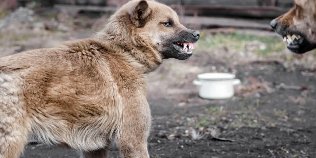 Cane aggressivo con altri cani