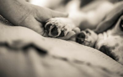 Strategie pratiche per affrontare la sindrome del cane ombra