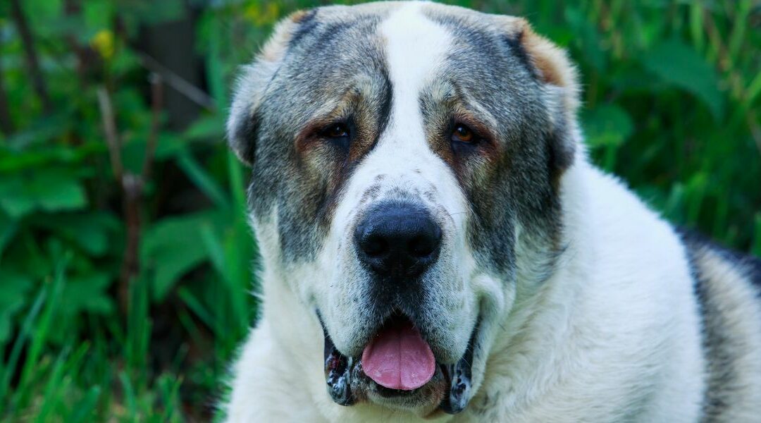 Le 5 razze di cani più aggressivi al mondo