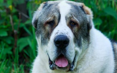 Le 5 razze di cani più aggressivi al mondo