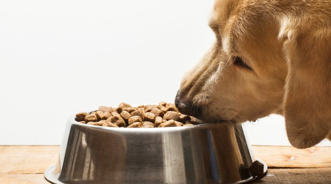 La dieta migliore per un cane con la dermatite