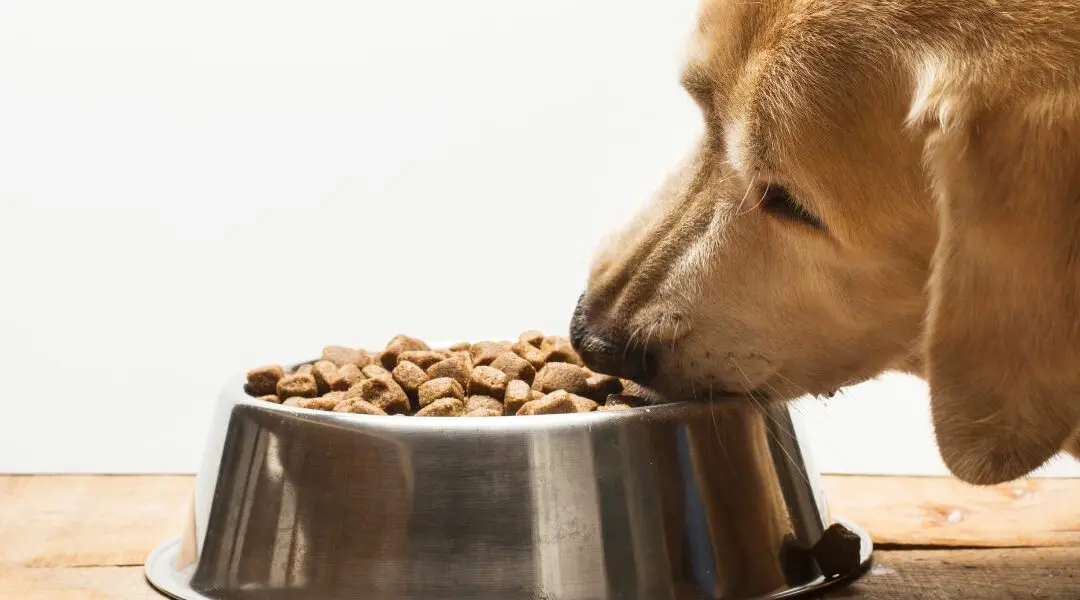 La dieta migliore per un cane con la dermatite