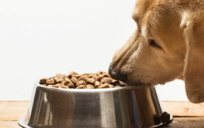 La dieta migliore per un cane con la dermatite