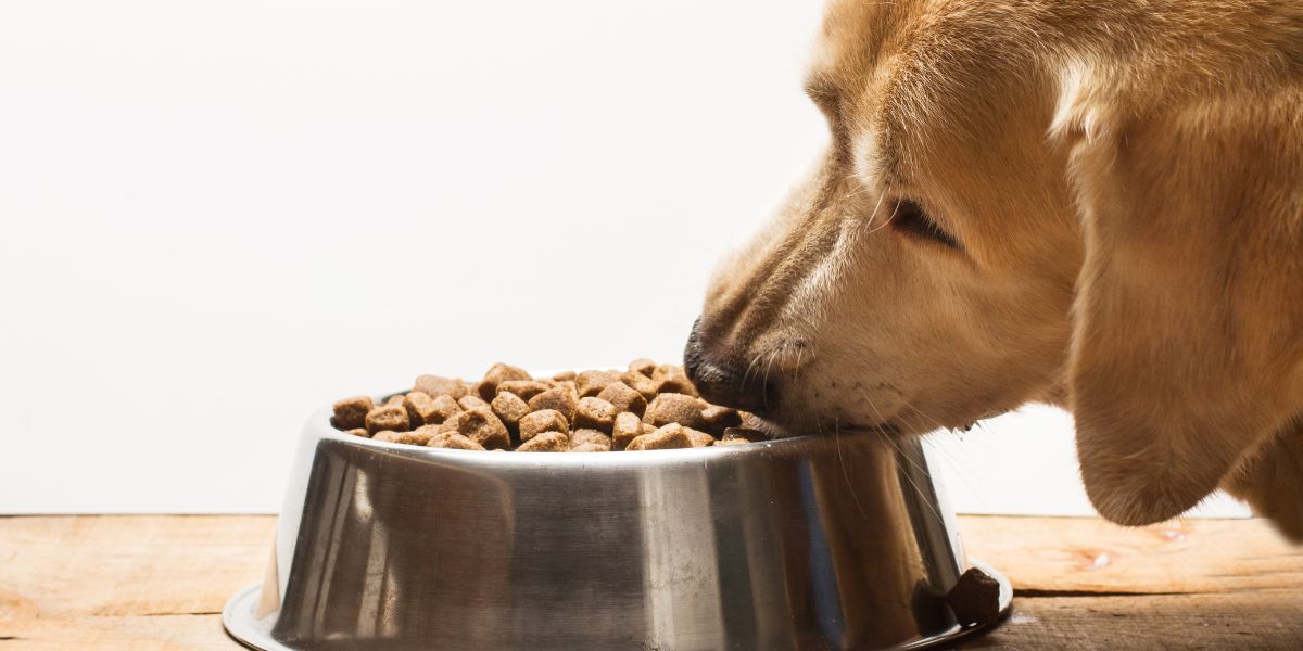 Dieta cane dermatite