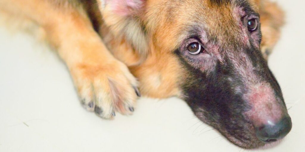 Dermatosi canina