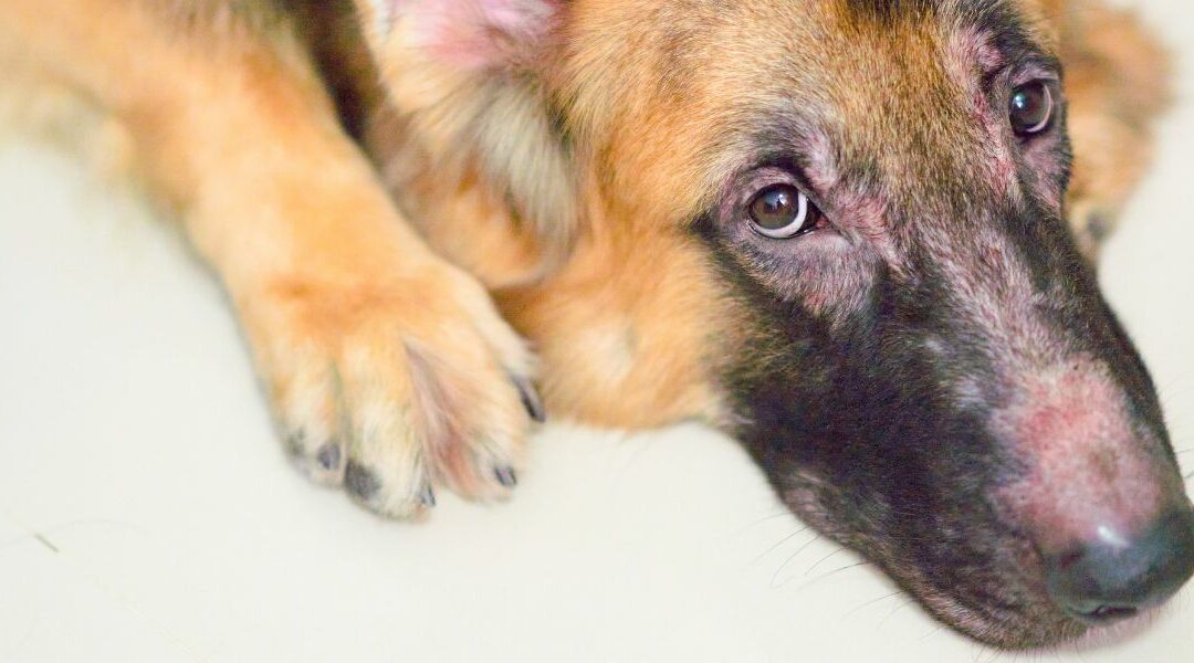 Prevenzione della dermatite del cane: scopri come farla nel modo corretto