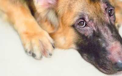Prevenzione della dermatite del cane: scopri come farla nel modo corretto