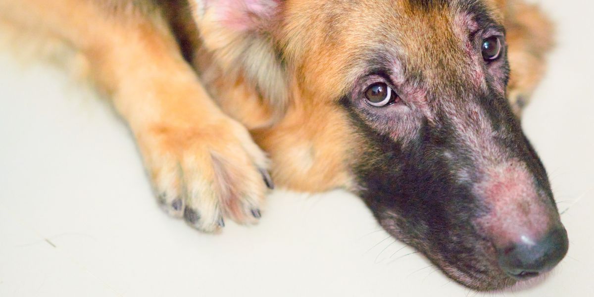 Prevenzione dermatite cane