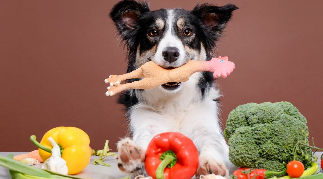 Guida completa al cambio di dieta nel cane