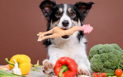 Guida completa al cambio di dieta nel cane