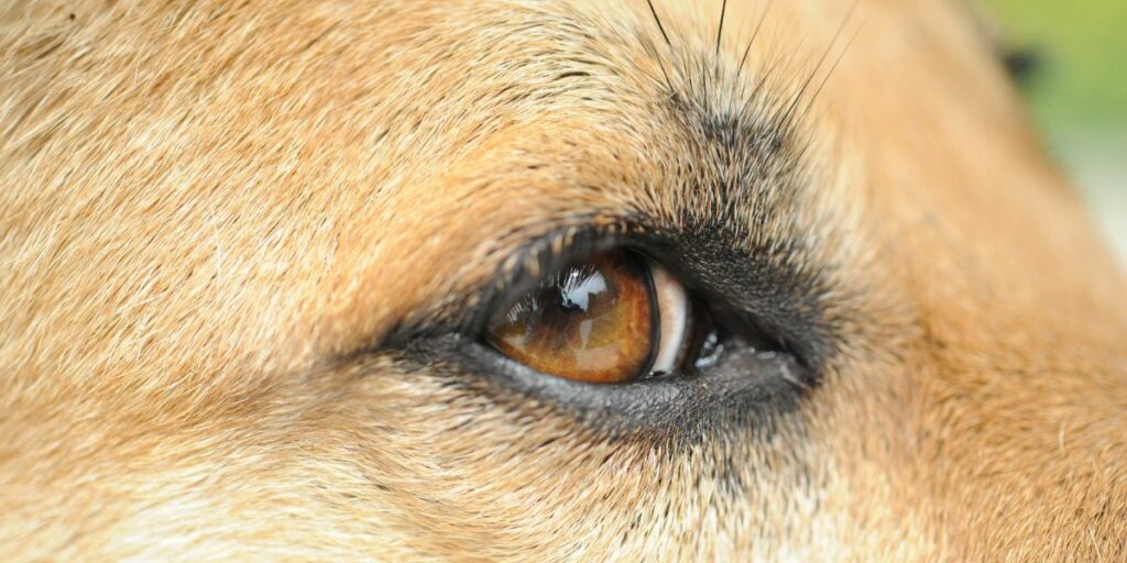 5 consigli pratici se il tuo cane ha la congiuntivite