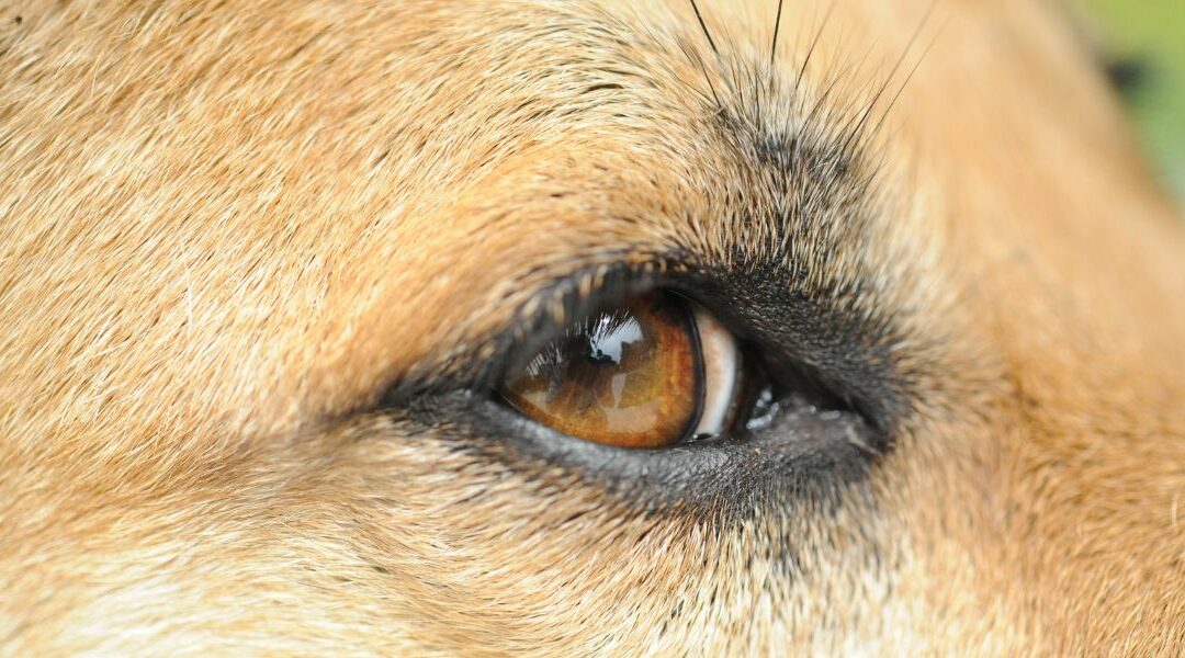 5 consigli pratici se il tuo cane ha la congiuntivite