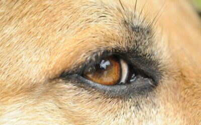 5 consigli pratici se il tuo cane ha la congiuntivite