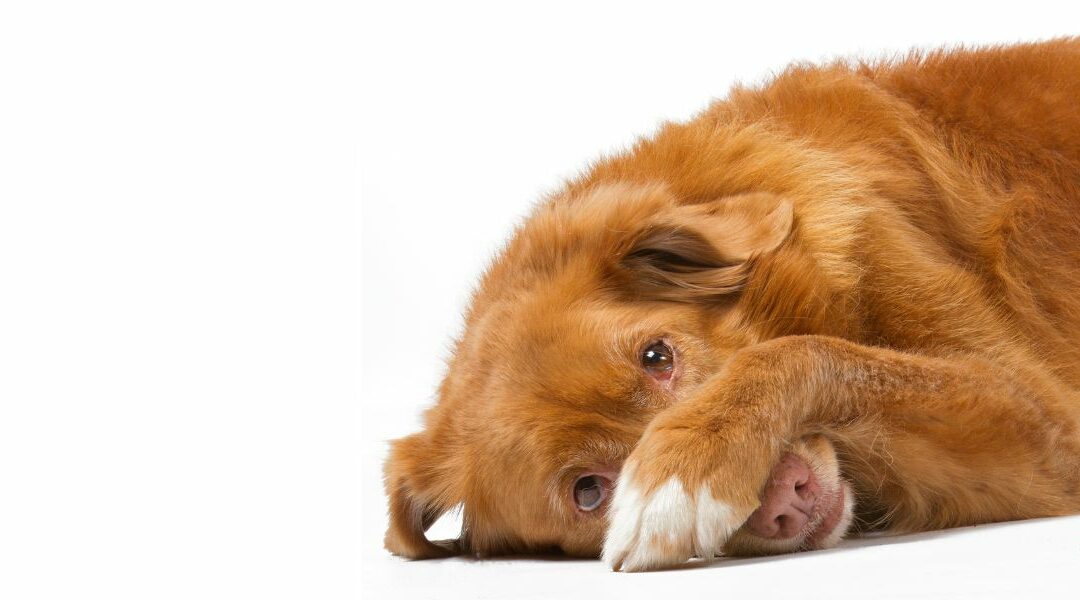 Rimedi casalinghi per il cane con la diarrea
