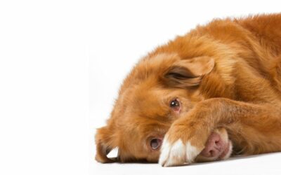Rimedi casalinghi per il cane con la diarrea
