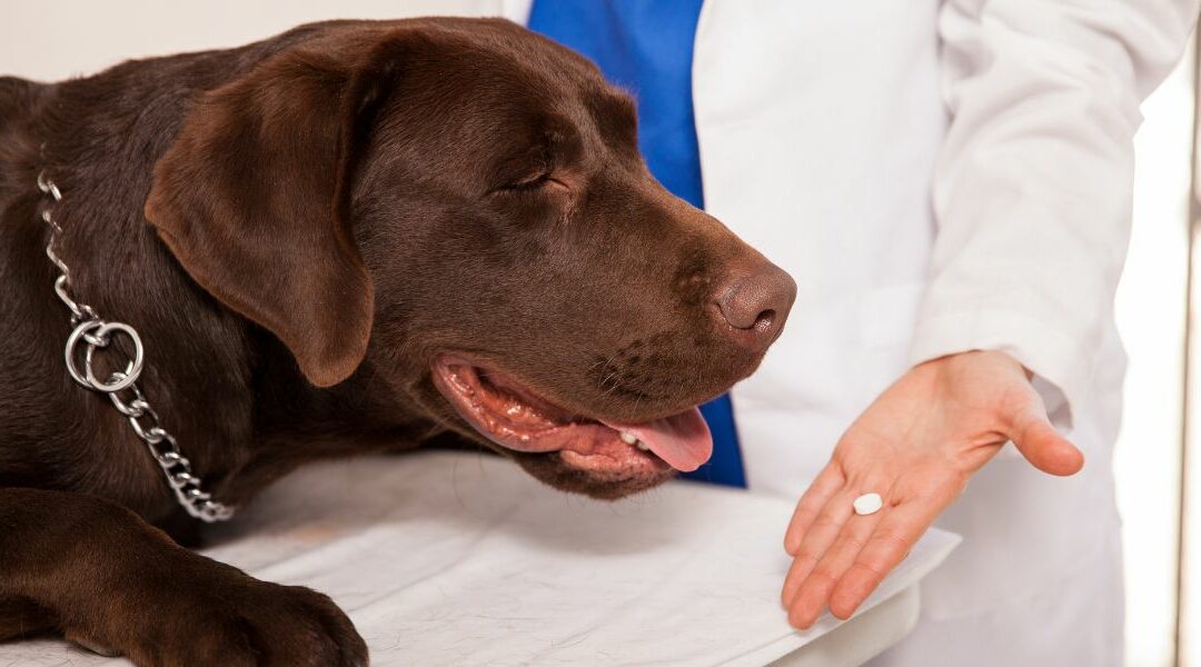Cosa dare al cane con diarrea