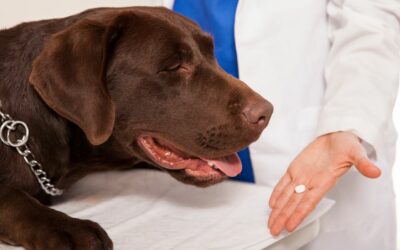 Cosa dare al cane con diarrea