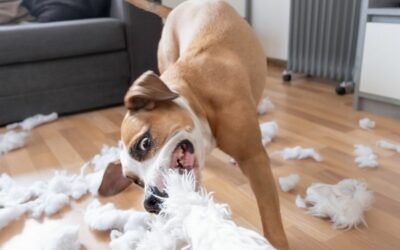 Perché il cane distrugge casa?