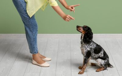 Come far smettere al cane di abbaiare: 7 strategie efficaci per proprietari esasperati