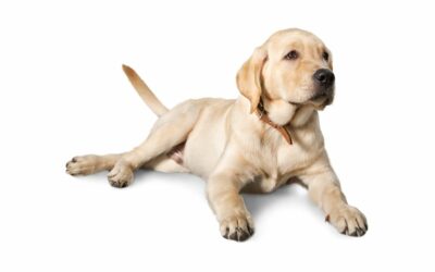 Come abituare il cane a stare da solo
