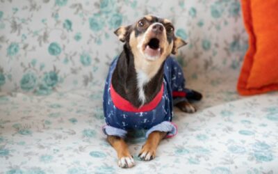 Cane che abbaia in condominio: 10 soluzioni pratiche per una convivenza serena