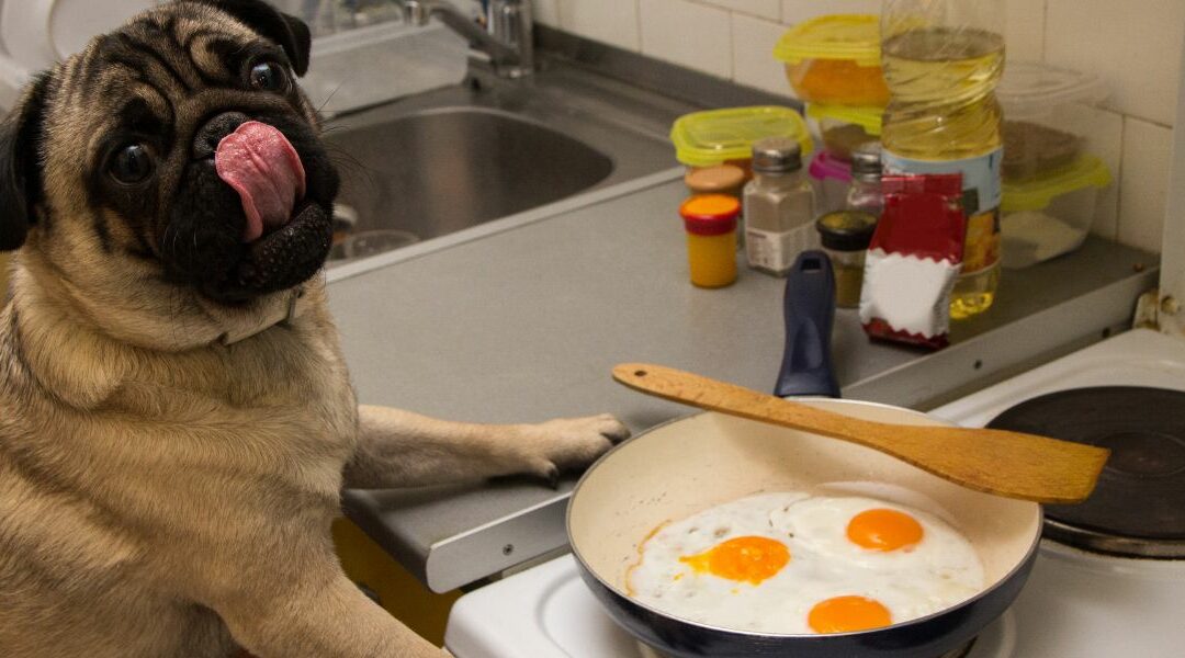 Uova per il tuo cane: un superalimento naturale
