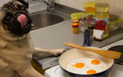 Uova per il tuo cane: un superalimento naturale