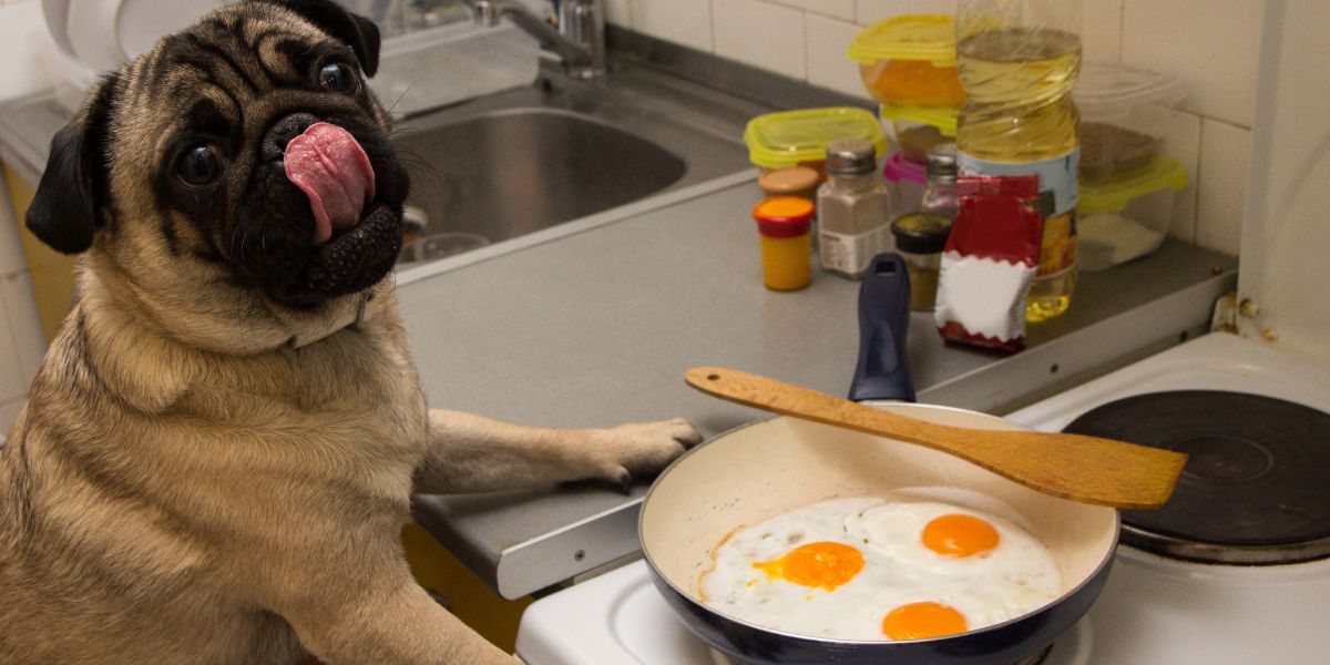 Uovo al cane