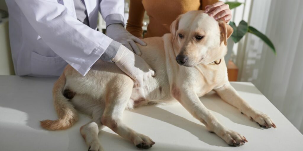 Gastroenterite cane