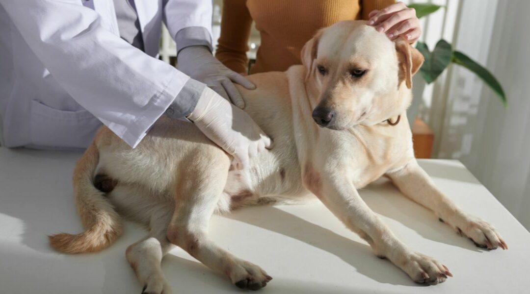 Gastroenterite nel cane: impara a riconoscere i sintomi
