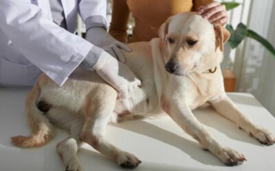 Gastroenterite nel cane: impara a riconoscere i sintomi