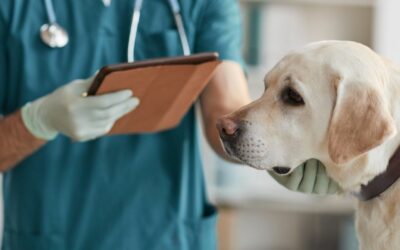 Terapia della gastroenterite nel cane