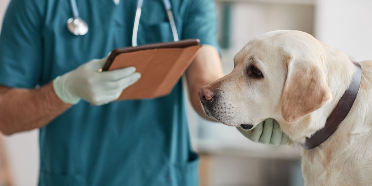 Gastroenterite cane terapia