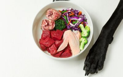 Dieta per il cane con la gastroenterite