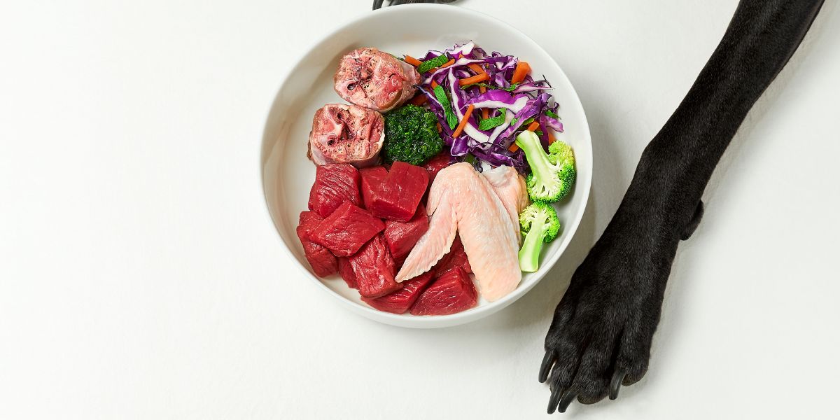Gastroenterite cane dieta