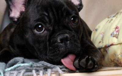 Perché il mio cane si lecca continuamente le zampe? Cause e soluzioni