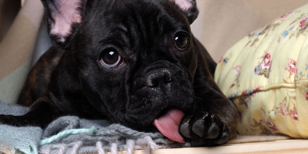 Cane si lecca le zampe
