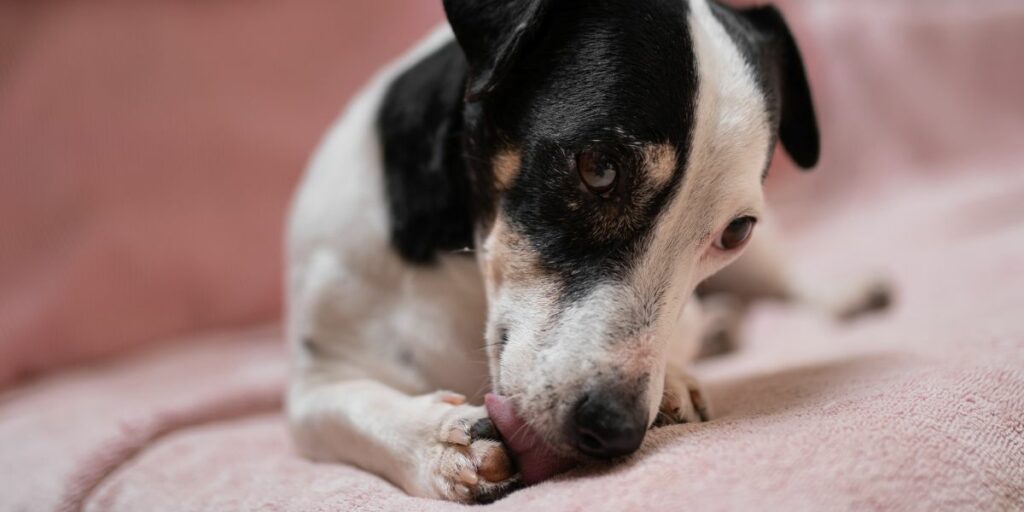 Cane si lecca le zampe