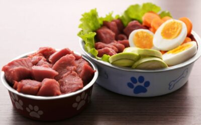 Dieta per il cane che si lecca le zampe
